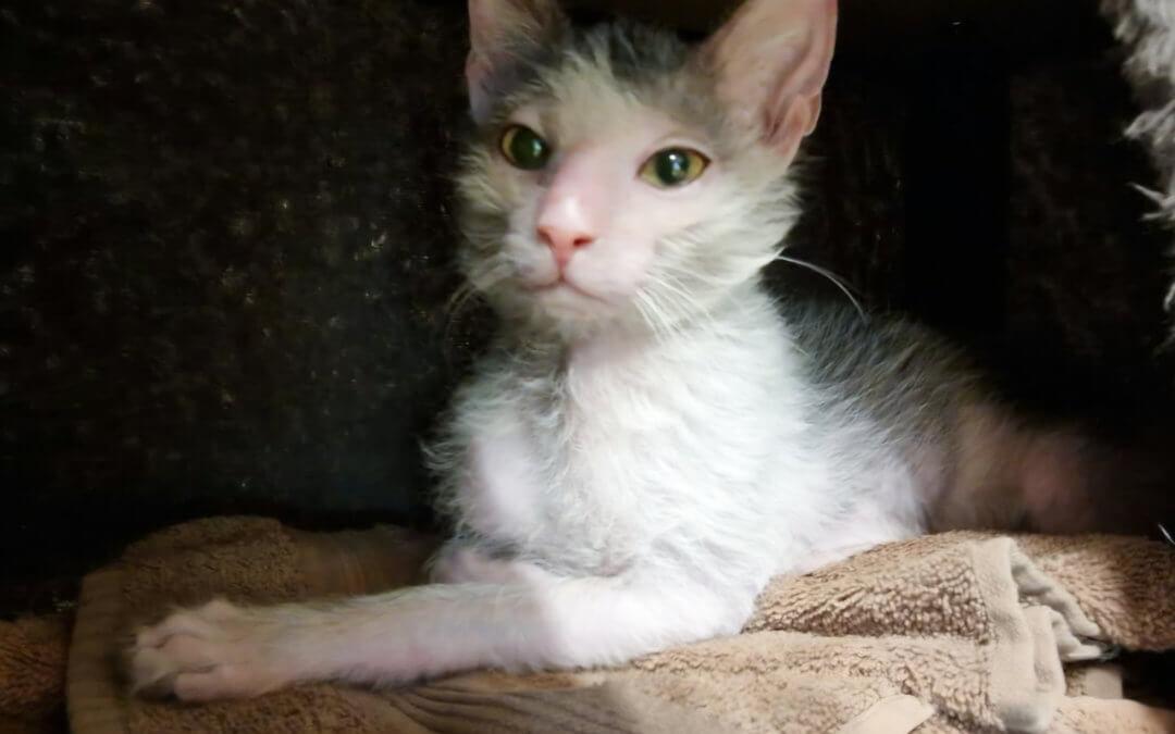 Nox Findelkatze vom 29.9.2026