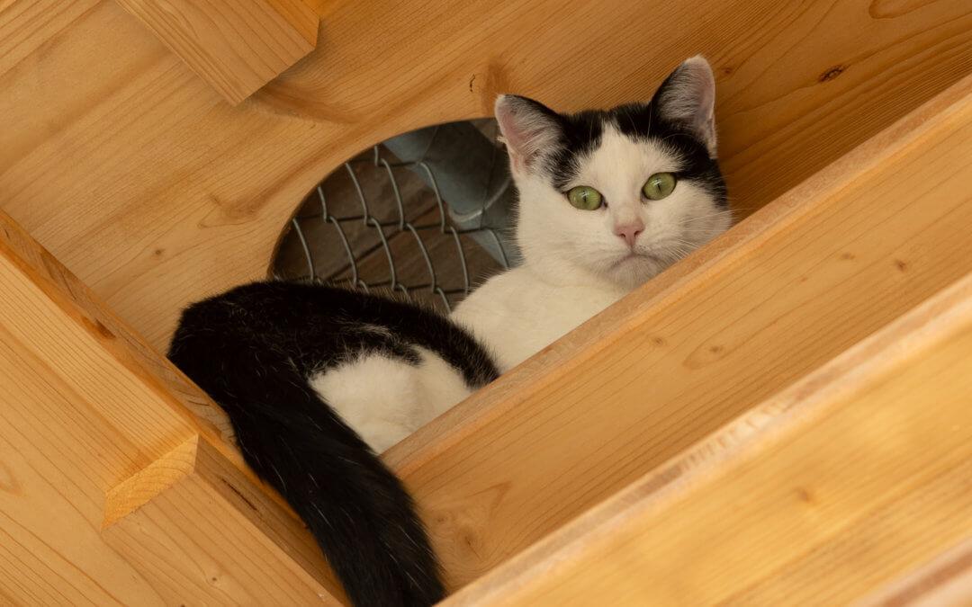 Leandra und Luana Freigänger Katzen