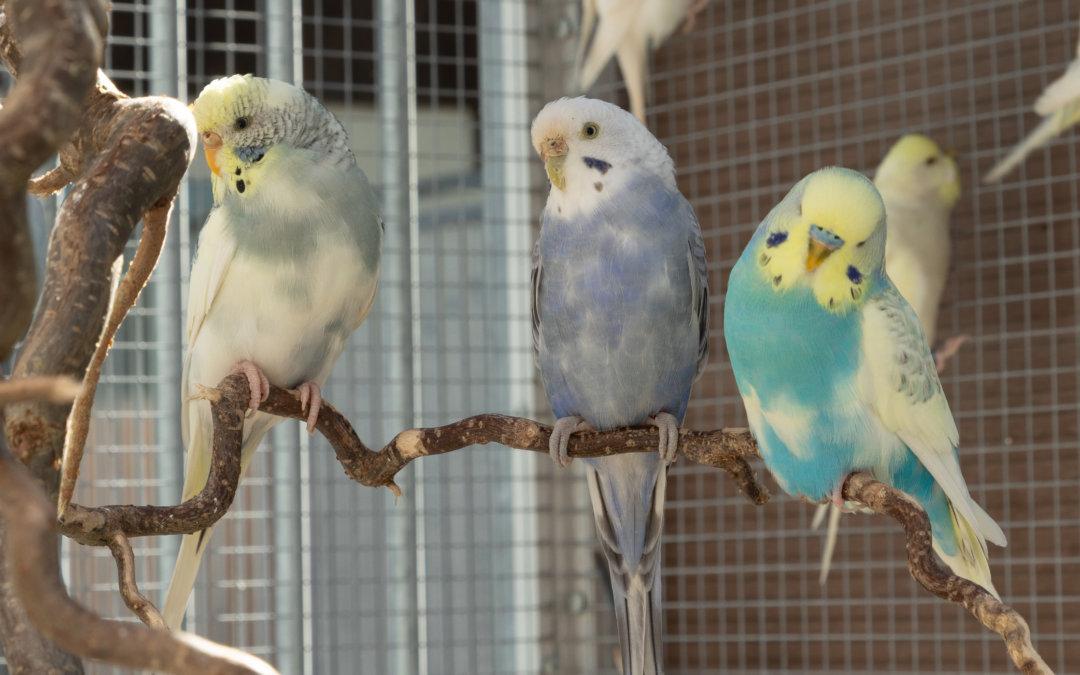 Diverse Wellensittiche